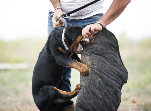 Top Safe and Eco-Friendly Flooring Choices for Your Child"s Playroom: A Comprehensive Guide
